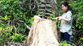 Cây bị chặt phá vô tội vạ ở rừng Phú Yên
