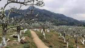 Rừng hoa lê Bắc Hà-Lào Cai, một trong điểm nhấn thu hút khách du lịch