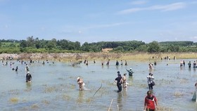 Hàng trăm người đổ xô bắt cá ở đập thủy điện Trị An