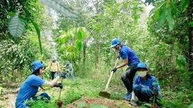 A programme to restore Dong Nai World Biosphere Reserve creates an abundant food source for elephants and other wild species. (Photo courtesy of the Gaia Read)