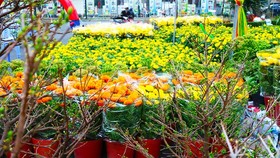 First ornamental flower market in HCMC opens