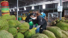 Durian farmers joyful at news of official export to China