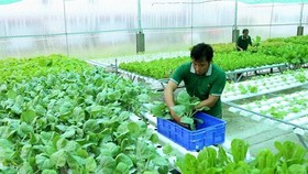Vietnam seeks ways to increase export of organic farm produce