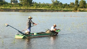 Floods bring abundance of fish to Mekong Delta