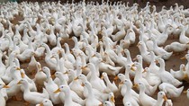 Bird flu virus found in three flocks of ducks in Quang Ngai Province
