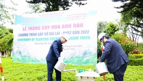 Gia Lai Province receives 24 Japanese cherry blossom trees 