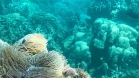 Dive tourism suspension planned to protect coral reefs in Nha Trang Bay