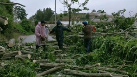Large pine trees fall across Prenn mountain pass due to downpours, gales