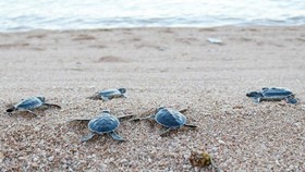Close to 123,000 sea turtles released back to sea