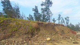 High tide causes coastal erosion in Quang Ngai Province
