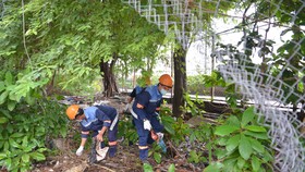 Dọn dẹp rác, tỉa nhánh cây xanh phòng chống sốt xuất huyết tại Cù lao Nguyễn Kiệu, quận 4. Ảnh: CAO THĂNG