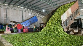 Hoàng Anh Gia Lai đầu tư hơn 1.850 tỷ đồng trồng cây ăn quả kết hợp nuôi heo