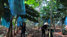 Diện tích cao su tăng giá trị nhờ trồng luân canh với cây chuối, mía, mít...