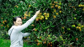 Người dân Quảng Ngãi được mùa trái cây