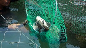 cá chết ở cảng Dung Quất