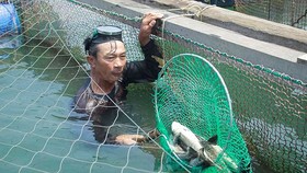 Vụ cá chết hàng loạt ở Quảng Ngãi: Chưa giải quyết thỏa đáng cho người nuôi cá bị thiệt hại