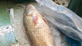  Một ngư dân bắt được cá sủ vàng 5kg