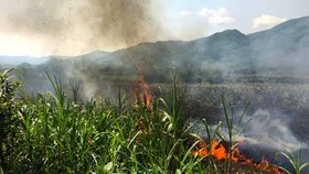 Quảng Ngãi: 18 hộ dân thiệt hại cháy ruộng mía