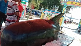 Quảng Ngãi: Cá heo dài 3m trôi vào đảo Lý Sơn
