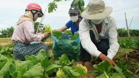 Nông dân hái rau hỗ trợ miễn phí các khu cách ly ở Quảng Ngãi 