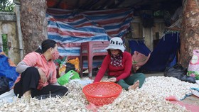 Khoảng 700 tấn tỏi khô chưa tiêu thụ ở đảo Lý Sơn