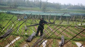 Quảng Ngãi: Nông dân đội mưa khôi phục vườn rau sau bão