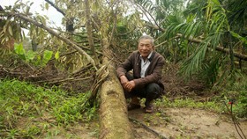 Quảng Ngãi: Sớm khôi phục vườn cây ăn quả sau mưa bão