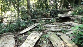 Quảng Ngãi: Xử phạt hành chính 3 cá nhân phá rừng trái phép hơn 230 triệu đồng và yêu cầu trồng lại rừng đã phá