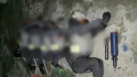 Quảng Ngãi: Phát hiện 5 cá thể Voọc chà vá chân xám bị bắn chết