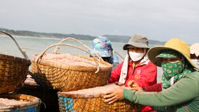 Quảng Ngãi: Ngư dân trúng đậm mùa ruốc cuối năm