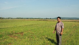 Quảng Ngãi: 60ha ruộng bỏ hoang sẽ quy hoạch Bến du thuyền