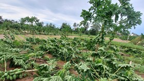 Quảng Ngãi: Thiệt hại hoa màu, không có thiệt hại về người sau bão số 4