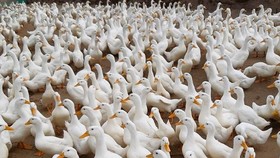 Quảng Ngãi: Dịch Cúm gia cầm A/H5N1 xảy ra hơn 2.200 con vịt