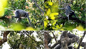 Nhiều giải pháp bảo tồn loài Chà vá chân xám tại Quảng Ngãi
