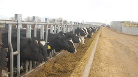 Vinamilk nhập khẩu 2.000 con bò sữa từ Mỹ