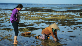 Đề nghị đầu tư 3,5 tỷ đồng phục vụ Khu bảo tồn biển Lý Sơn