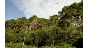 Đến năm 2020, diện tích rừng đạt 14,4 triệu ha