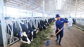 Năng suất bò sữa đạt 24,5kg/con/ngày