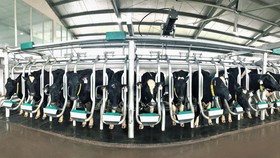 Đàn bò A2 đang được chăm sóc tại Tổ hợp trang trại bò sữa công nghệ cao Vinamilk Thanh Hóa