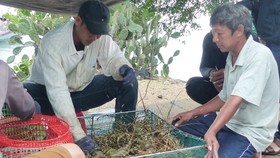 Người nuôi hải sản ở Phú Yên xuất bán tôm hùm trước khi bão số 5 đổ bộ