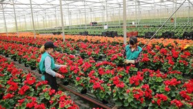 Trồng hoa công nghệ cao ở Lâm Đồng