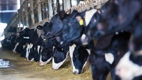 Trang trại TH true Milk có hơn 45.000 con bò sữa
