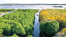 Rú Chá, viên ngọc xanh bảo tồn đa dạng sinh học giữa phá Tam Giang