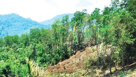 Rà soát các khu vực cấm khai thác khoáng sản trên đất rừng