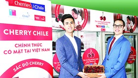 Cherry Chile lần đầu được nhập vào Việt Nam