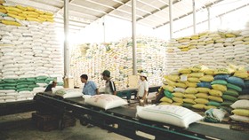 Nhập khẩu gạo giá rẻ tái xuất, ảnh hưởng đến uy tín gạo Việt Nam