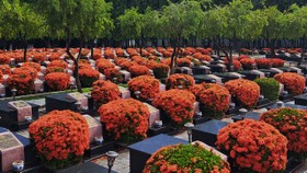 Hoa trang nở rực tại Nghĩa trang Đất Đỏ - Long Điền