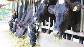 Bò sữa là vật nuôi chính của gia đình anh Ngô Văn Minh