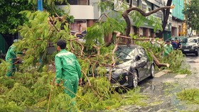 Một cây phượng tại Đại lộ Hòa Bình, quận Ninh Kiều ngã đè lên một chiếc xe ô tô