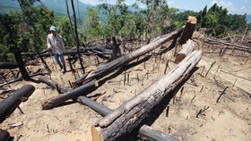 Buông lỏng quản lý, cả trăm hecta rừng ở Quảng Nam bị tàn phá